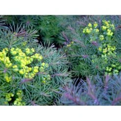 Cypres-Vortemælk 'Clarice Howard' Euphorbia Cyparissias 'Clarice Howard' 1 Liter Potte 5 Cypres-Vortemælk 'Clarice Howard' Euphorbia Cyparissias 'Clarice Howard' 1 Liter Potte -Sirius Butik mi11537 euphorbia cyparissias clarice howard 3406