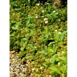 Skovjordbær Fragaria Vesca 10 Cm. Potte -Sirius Butik mi11590 fragaria vesca 4e6f