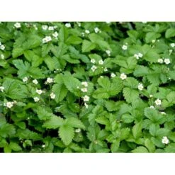 Skovjordbær Fragaria Vesca 10 Cm. Potte -Sirius Butik mi11590 fragaria vesca 8073