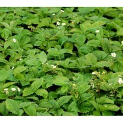 Skovjordbær Fragaria Vesca 10 Cm. Potte -Sirius Butik mi11590 fragaria vesca e6c6