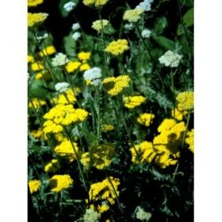 Pragtrøllike 'Coronation Gold' Achillea Filipendulina 'Coronation Gold' 1 Liter Potte -Sirius Butik mi115 achillea coronation gold 0bc6