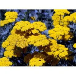 Pragtrøllike 'Coronation Gold' Achillea Filipendulina 'Coronation Gold' 1 Liter Potte -Sirius Butik mi115 achillea coronation gold 207d