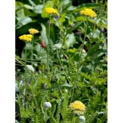 Pragtrøllike 'Coronation Gold' Achillea Filipendulina 'Coronation Gold' 1 Liter Potte -Sirius Butik mi115 achillea coronation gold 580a