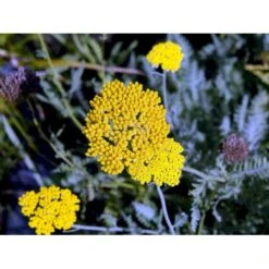 Pragtrøllike 'Coronation Gold' Achillea Filipendulina 'Coronation Gold' 1 Liter Potte -Sirius Butik mi115 achillea coronation gold df97