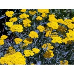 Pragtrøllike 'Coronation Gold' Achillea Filipendulina 'Coronation Gold' 1 Liter Potte -Sirius Butik mi115 achillea coronation gold f9b8