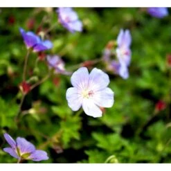 Storkenæb 'Azure Rush' Geranium Hybrid 'Azure Rush' 1 Liter Potte -Sirius Butik mi11632 geranium azure rush r 5c8d
