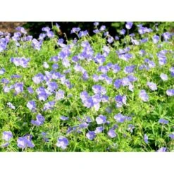 Storkenæb 'Brookside' Geranium Hybrid 'Brookside' 1 Liter Potte -Sirius Butik mi11634 geranium brookside 0445