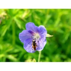 Storkenæb 'Brookside' Geranium Hybrid 'Brookside' 1 Liter Potte -Sirius Butik mi11634 geranium brookside 489a