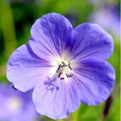 Storkenæb 'Brookside' Geranium Hybrid 'Brookside' 1 Liter Potte -Sirius Butik mi11634 geranium brookside bfc9