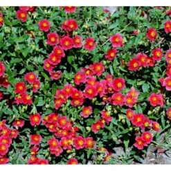 Soløje 'Mette' Helianthemum Hybrid 'Mette' 10 Cm. Potte