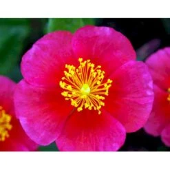 Soløje 'Mette' Helianthemum Hybrid 'Mette' 10 Cm. Potte -Sirius Butik mi1163 helianthemum mette b0bc