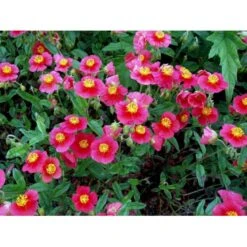 Soløje 'Mette' Helianthemum Hybrid 'Mette' 10 Cm. Potte -Sirius Butik mi1163 helianthemum mette bc04