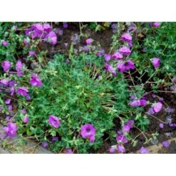 Storkenæb 'Purpureum' Geranium Cinereum Var. Subcaulescens 'Purpureum' 10 Cm. Potte -Sirius Butik mi11642 geranium cinereum purpureum 541c