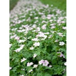 Storkenæb 'Dreamland' Geranium Hybrid 'Dreamland'® 1 Liter Potte -Sirius Butik mi11645 geranium dreamland r 0755