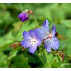 Himalaya-Storkenæb 'Johnsons Blue' Geranium Himalayense 'Johnsons Blue' 1 Liter Potte -Sirius Butik mi11660 geranium incanum johnsons blue 5a4f