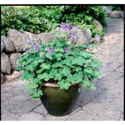 Storkenæb 'Philippe Vapelle' Geranium X Renardii 'Philippe Vapelle' 1 Liter Potte -Sirius Butik mi11678 geranium philippe vapelle 5256