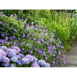 Storkenæb 'Rozanne' Geranium Hybrid 'Rozanne' 1 Liter Potte