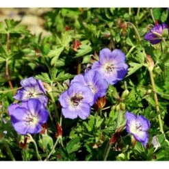Storkenæb 'Rozanne' Geranium Hybrid 'Rozanne' 1 Liter Potte -Sirius Butik mi11692 geranium rozanne 507d