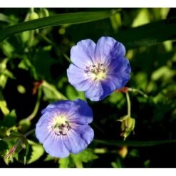 Storkenæb 'Rozanne' Geranium Hybrid 'Rozanne' 1 Liter Potte -Sirius Butik mi11692 geranium rozanne 7728