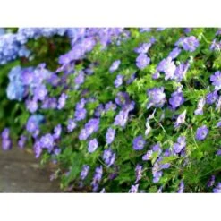 Storkenæb 'Rozanne' Geranium Hybrid 'Rozanne' 1 Liter Potte -Sirius Butik mi11692 geranium rozanne 8955