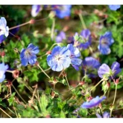 Storkenæb 'Rozanne' Geranium Hybrid 'Rozanne' 1 Liter Potte -Sirius Butik mi11692 geranium rozanne cfc9