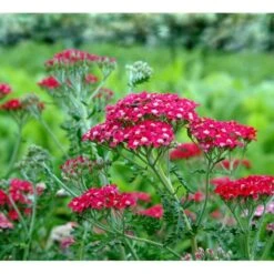 Røllike 'Paprika' Achillea Millefolium 'Paprika' 1 Liter Potte -Sirius Butik mi116 achillea millefolium paprika 4ec5