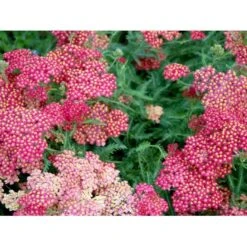Røllike 'Paprika' Achillea Millefolium 'Paprika' 1 Liter Potte -Sirius Butik mi116 achillea millefolium paprika cfee