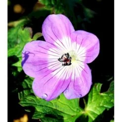 Storkenæb 'Sylvia's Surprise' Geranium Hybrid 'Sylvia's Surprise' (r) 1 Liter Potte -Sirius Butik mi11700 geranium sylvia s surprise r 4031