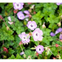Storkenæb 'Sylvia's Surprise' Geranium Hybrid 'Sylvia's Surprise' (r) 1 Liter Potte -Sirius Butik mi11700 geranium sylvia s surprise r 92b8