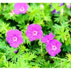 Storkenæb 'Tiny Monster' Geranium Hybrid 'Tiny Monster' 10 Cm. Potte -Sirius Butik mi11703 geranium tiny monster d98f
