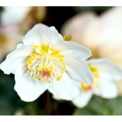 Julerose 'Christmas Carol' Helleborus Niger 'Christmas Carol' Med Potte -Sirius Butik mi1170 helleborus niger christmas carol 13f1