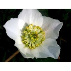 Julerose 'Praecox' Helleborus Niger 'Praecox' 1 Liter Potte -Sirius Butik mi1172 helleborus niger praecox 8be2