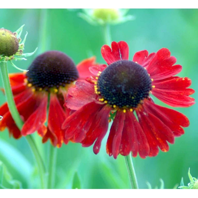 Solbrud 'Moerheim Beauty' Helenium Hybrid 'Moerheim Beauty' 1 Liter Potte 3 Solbrud 'Moerheim Beauty' Helenium Hybrid 'Moerheim Beauty' 1 Liter Potte - Billede 3