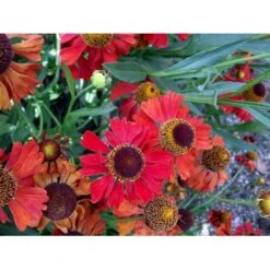 Solbrud 'Moerheim Beauty' Helenium Hybrid 'Moerheim Beauty' 1 Liter Potte 9 Solbrud 'Moerheim Beauty' Helenium Hybrid 'Moerheim Beauty' 1 Liter Potte -Sirius Butik mi11759 helenium moerheim beauty bcc9