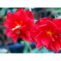 Soløje 'Amabile Plenum' Helianthemum Hybrid 'Amabile Plenum' 10 Cm. Potte -Sirius Butik mi11765 helianthemum amabile plenum b8a0