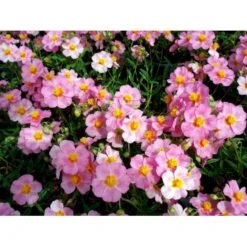 Soløje 'Lawrensons Pink' Helianthemum Hybrid 'Lawrensons Pink' 10 Cm. Potte -Sirius Butik mi11783 helianthemum lawrenson s pink 53bd