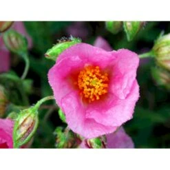 Soløje 'Lawrensons Pink' Helianthemum Hybrid 'Lawrensons Pink' 10 Cm. Potte -Sirius Butik mi11783 helianthemum lawrenson s pink 7420