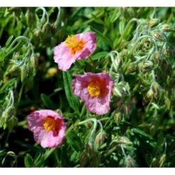 Soløje 'Lawrensons Pink' Helianthemum Hybrid 'Lawrensons Pink' 10 Cm. Potte -Sirius Butik mi11783 helianthemum lawrenson s pink b12a