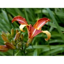 Daglilje 'Frans Hals' Hemerocallis 'Frans Hals' Potte 2 Liter. -Sirius Butik mi1178 hemerocallis hybrid frans hals 2e65