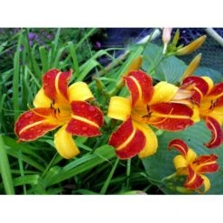 Daglilje 'Frans Hals' Hemerocallis 'Frans Hals' Potte 2 Liter. -Sirius Butik mi1178 hemerocallis hybrid frans hals 5b62