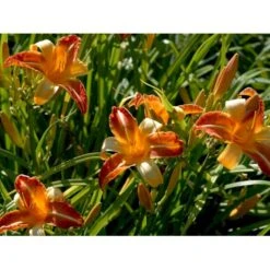 Daglilje 'Frans Hals' Hemerocallis 'Frans Hals' Potte 2 Liter. -Sirius Butik mi1178 hemerocallis hybrid frans hals c6a1