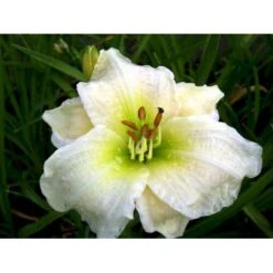 Daglilje 'Gentle Shepherd' Hemerocallis H. 'Gentle Shepherd' 2 Liter Potte -Sirius Butik mi1179 hemerocallis hybrid gentle shepherd 26e4