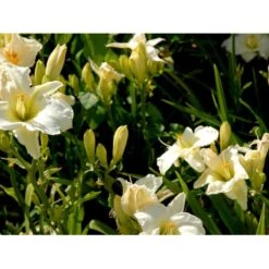 Daglilje 'Gentle Shepherd' Hemerocallis H. 'Gentle Shepherd' 2 Liter Potte -Sirius Butik mi1179 hemerocallis hybrid gentle shepherd d6c1