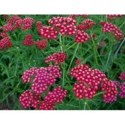 Røllike 'Sammetriese' Achillea Millefolium 'Sammetriese' 1 Liter Potte -Sirius Butik mi117 achillea millefolium sammetriese 1220