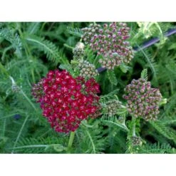 Røllike 'Sammetriese' Achillea Millefolium 'Sammetriese' 1 Liter Potte -Sirius Butik mi117 achillea millefolium sammetriese 77c0
