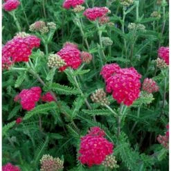 Røllike 'Sammetriese' Achillea Millefolium 'Sammetriese' 1 Liter Potte