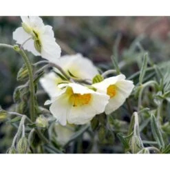 Soløje 'The Bride' Helianthemum Hybrid 'The Bride' 10 Cm. Potte -Sirius Butik mi11803 helianthemum the bride 110f