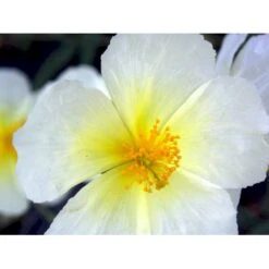 Soløje 'The Bride' Helianthemum Hybrid 'The Bride' 10 Cm. Potte -Sirius Butik mi11803 helianthemum the bride 275b