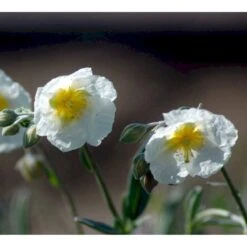 Soløje 'The Bride' Helianthemum Hybrid 'The Bride' 10 Cm. Potte -Sirius Butik mi11803 helianthemum the bride 744e