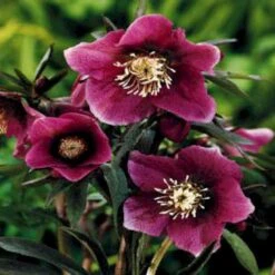 Julerose 'Red Lady' Helleborus Hybrid 'Red Lady' 1 Liter Potte -Sirius Butik mi11856 helleborus orientalis red spotted lady 1d49